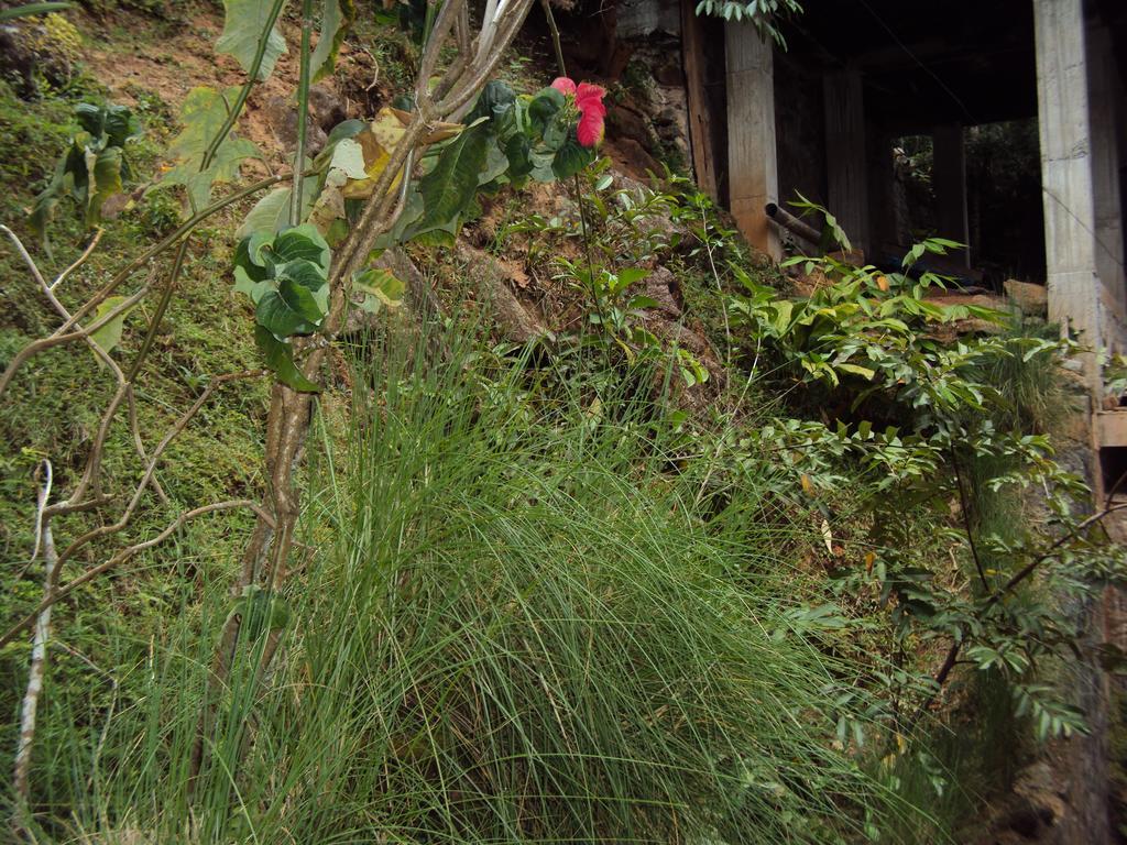 Araliya Home Stay Kandy Ngoại thất bức ảnh